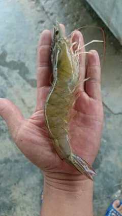 包技術包回收 連云港匯澤水產特級南美白對蝦苗 利潤高 全國送貨上門 成活率高 工廠化養殖